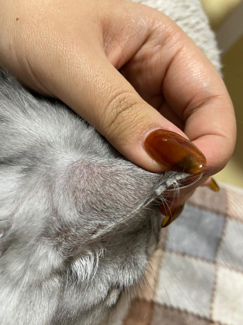  猫咪耳朵边缘结痂，猫咪耳朵边缘结痂掉毛-第1张图片-后鲨宠物