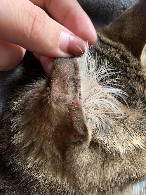  猫咪耳朵边缘结痂，猫咪耳朵边缘结痂掉毛-第3张图片-后鲨宠物