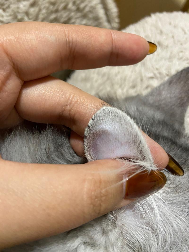  猫咪耳朵边缘结痂，猫咪耳朵边缘结痂掉毛-第5张图片-后鲨宠物