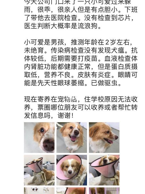 哪里可以免费领养狗狗,想免费领养一只狗-第1张图片-后鲨宠物 哪里可以免费领养狗狗,想免费领养一只狗-第1张图片-后鲨宠物