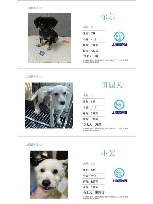 哪里可以免费领养狗狗,想免费领养一只狗-第2张图片-后鲨宠物 哪里可以免费领养狗狗,想免费领养一只狗-第2张图片-后鲨宠物