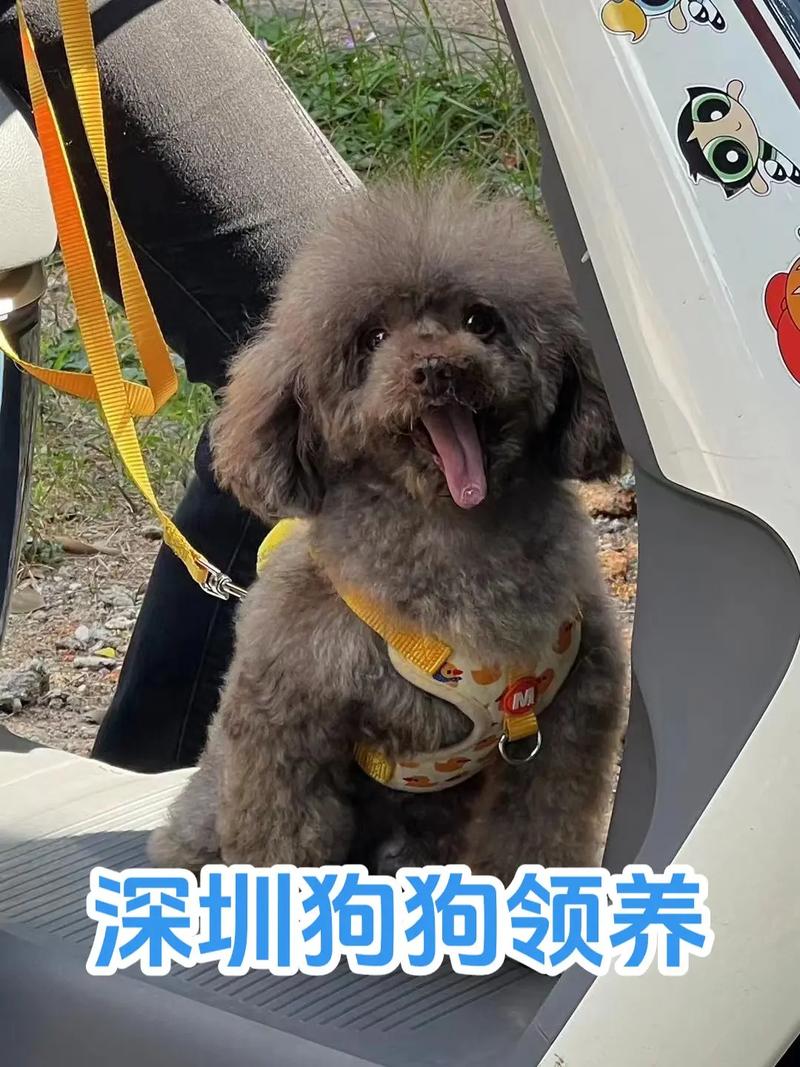 哪里可以免费领养狗狗,想免费领养一只狗-第6张图片-后鲨宠物 哪里可以免费领养狗狗,想免费领养一只狗-第6张图片-后鲨宠物