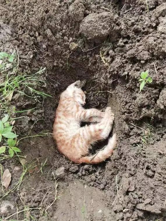 捡到猫咪好不好_捡到猫咪好不好养-第1张图片-后鲨宠物 捡到猫咪好不好_捡到猫咪好不好养-第1张图片-后鲨宠物