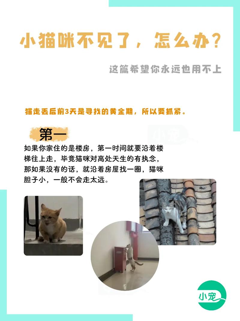 捡到猫咪好不好_捡到猫咪好不好养-第2张图片-后鲨宠物 捡到猫咪好不好_捡到猫咪好不好养-第2张图片-后鲨宠物