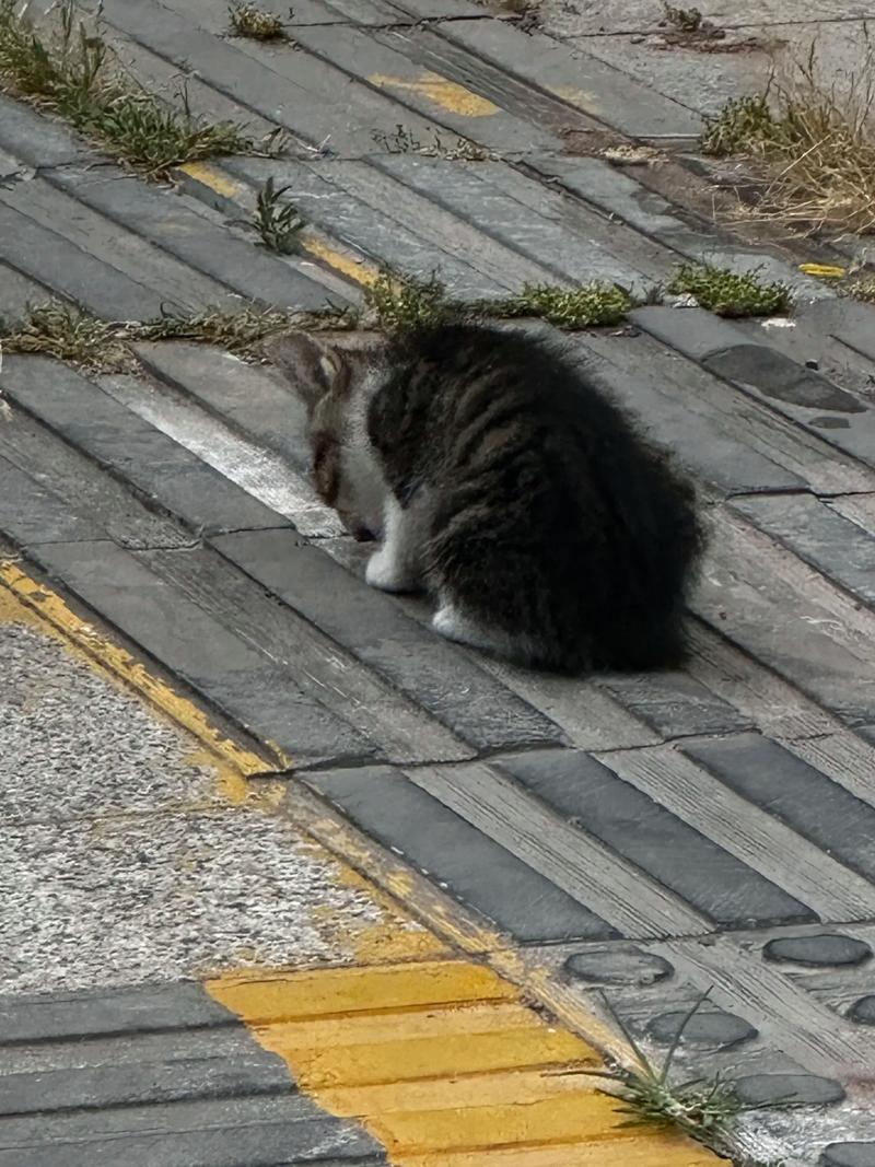 捡到猫咪好不好_捡到猫咪好不好养-第3张图片-后鲨宠物 捡到猫咪好不好_捡到猫咪好不好养-第3张图片-后鲨宠物