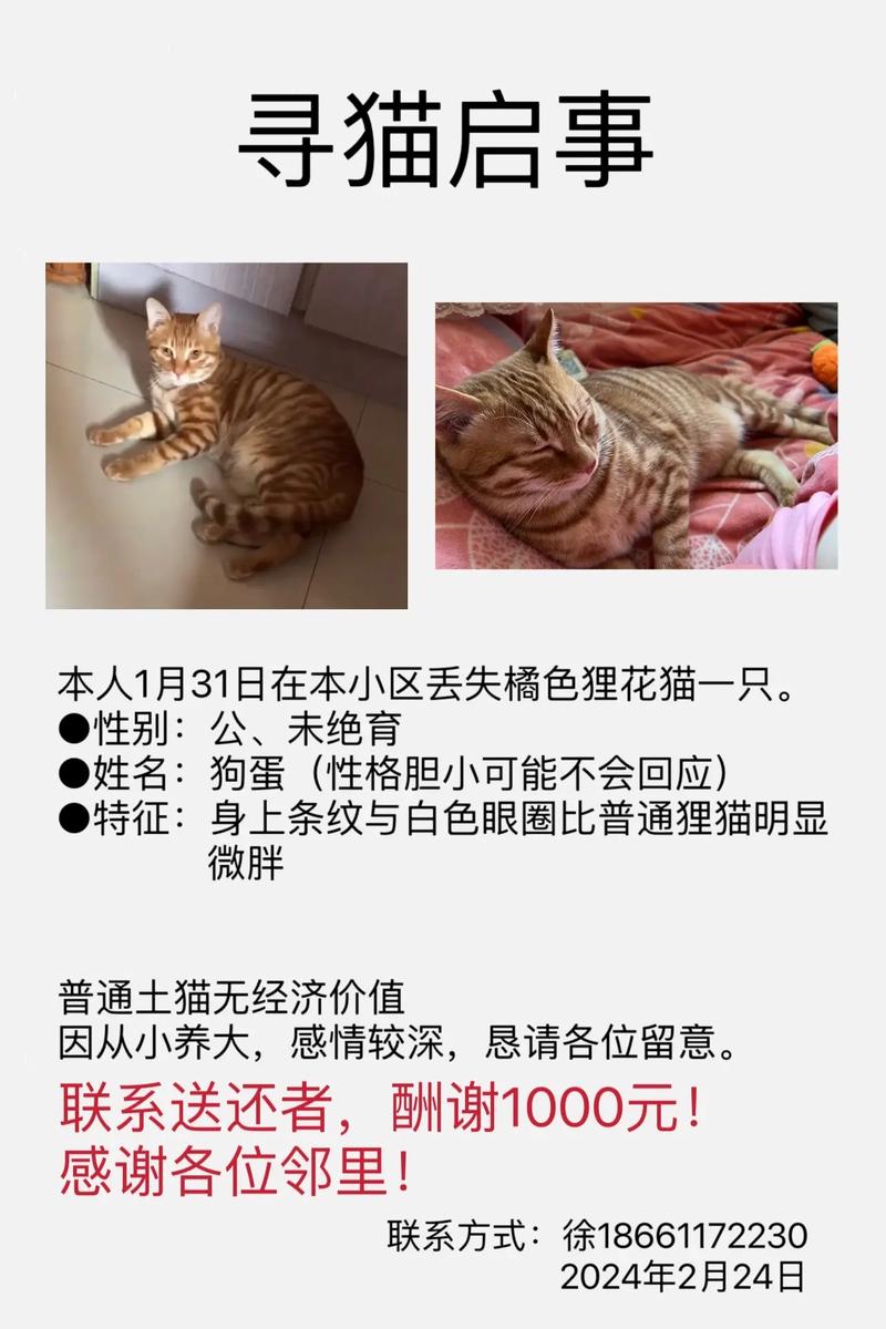 捡到猫咪好不好_捡到猫咪好不好养-第5张图片-后鲨宠物 捡到猫咪好不好_捡到猫咪好不好养-第5张图片-后鲨宠物