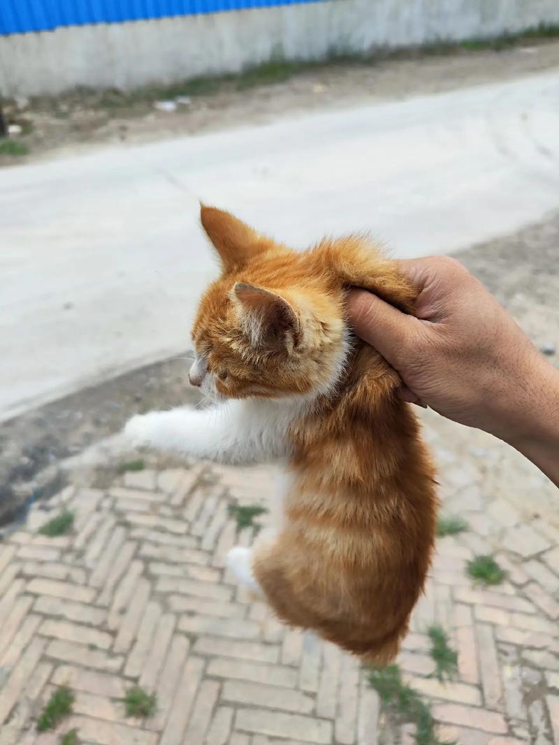 捡到猫咪好不好_捡到猫咪好不好养-第6张图片-后鲨宠物 捡到猫咪好不好_捡到猫咪好不好养-第6张图片-后鲨宠物