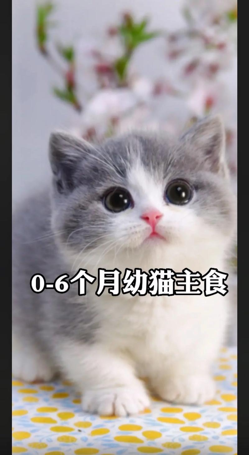 两个月大猫咪吃什么,两个月大猫咪吃什么食物-第3张图片-后鲨宠物 两个月大猫咪吃什么,两个月大猫咪吃什么食物-第3张图片-后鲨宠物
