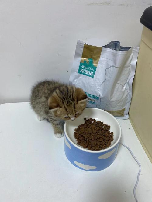 两个月大猫咪吃什么,两个月大猫咪吃什么食物-第4张图片-后鲨宠物 两个月大猫咪吃什么,两个月大猫咪吃什么食物-第4张图片-后鲨宠物