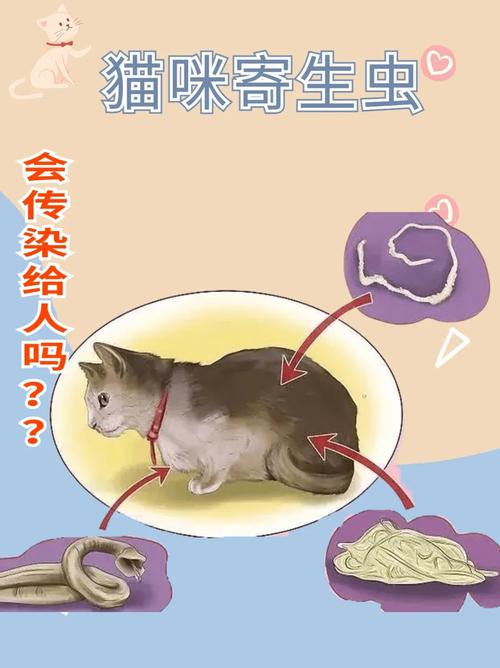 狗狗感冒会传染给猫吗,狗感冒可以传染给猫吗?-第2张图片-后鲨宠物 狗狗感冒会传染给猫吗,狗感冒可以传染给猫吗?-第2张图片-后鲨宠物