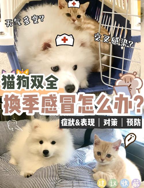 狗狗感冒会传染给猫吗,狗感冒可以传染给猫吗?-第3张图片-后鲨宠物 狗狗感冒会传染给猫吗,狗感冒可以传染给猫吗?-第3张图片-后鲨宠物