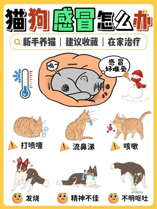 狗狗感冒会传染给猫吗,狗感冒可以传染给猫吗?-第4张图片-后鲨宠物 狗狗感冒会传染给猫吗,狗感冒可以传染给猫吗?-第4张图片-后鲨宠物