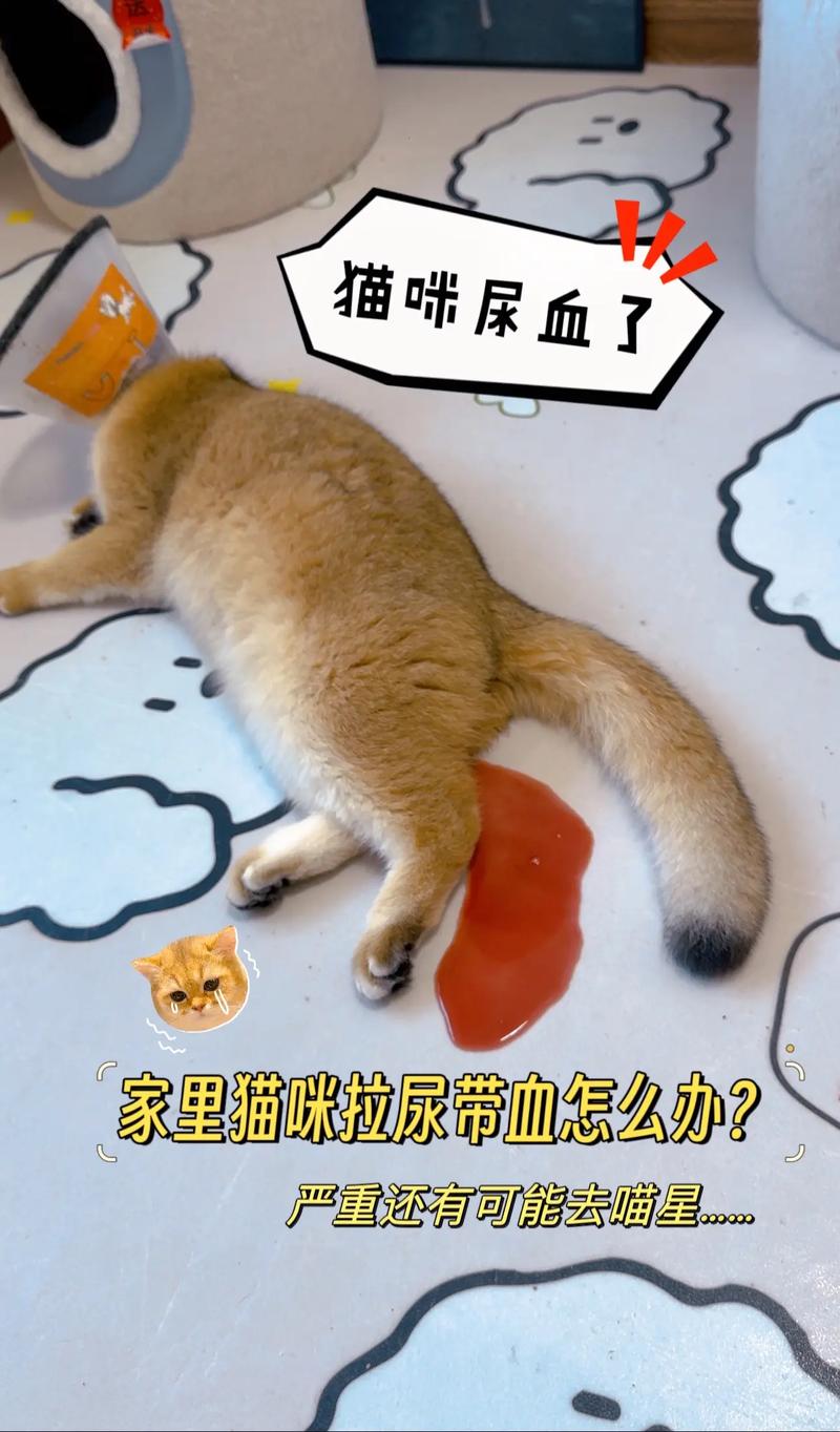 猫咪拉血怎么回事_猫咪拉血尿怎么回事-第4张图片-后鲨宠物 猫咪拉血怎么回事_猫咪拉血尿怎么回事-第4张图片-后鲨宠物