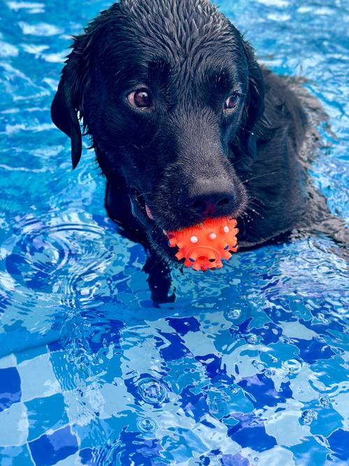 狗狗多大可以游泳_狗狗多大可以学游泳-第2张图片-后鲨宠物 狗狗多大可以游泳_狗狗多大可以学游泳-第2张图片-后鲨宠物