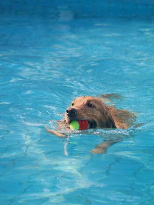 狗狗多大可以游泳_狗狗多大可以学游泳-第3张图片-后鲨宠物 狗狗多大可以游泳_狗狗多大可以学游泳-第3张图片-后鲨宠物