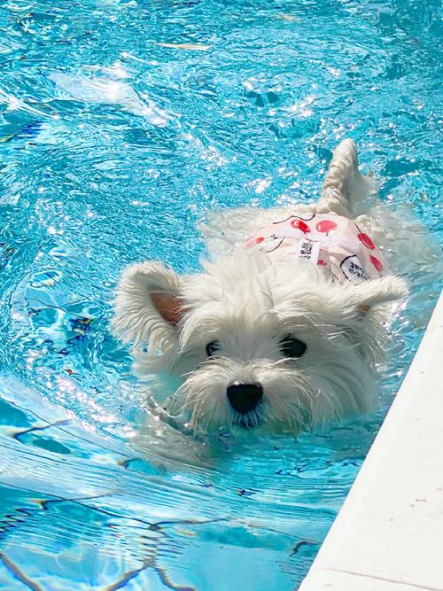 狗狗多大可以游泳_狗狗多大可以学游泳-第4张图片-后鲨宠物 狗狗多大可以游泳_狗狗多大可以学游泳-第4张图片-后鲨宠物