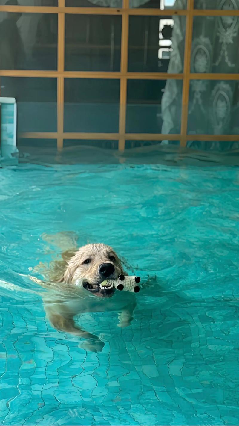 狗狗多大可以游泳_狗狗多大可以学游泳-第5张图片-后鲨宠物 狗狗多大可以游泳_狗狗多大可以学游泳-第5张图片-后鲨宠物