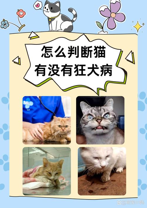 猫咪抗体检查多少钱,猫咪做抗体检查多少钱-第3张图片-后鲨宠物 猫咪抗体检查多少钱,猫咪做抗体检查多少钱-第3张图片-后鲨宠物