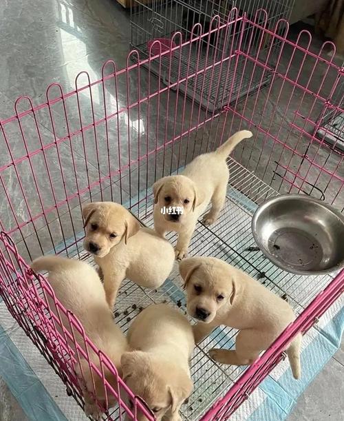 狗狗能吃鲫鱼吗,小狗能不能吃鲫鱼-第5张图片-后鲨宠物 狗狗能吃鲫鱼吗,小狗能不能吃鲫鱼-第5张图片-后鲨宠物