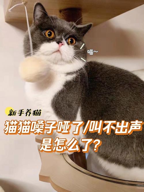 猫咪喉咙哑了怎么办,猫的喉咙哑了但是很活泼-第4张图片-后鲨宠物 猫咪喉咙哑了怎么办,猫的喉咙哑了但是很活泼-第4张图片-后鲨宠物