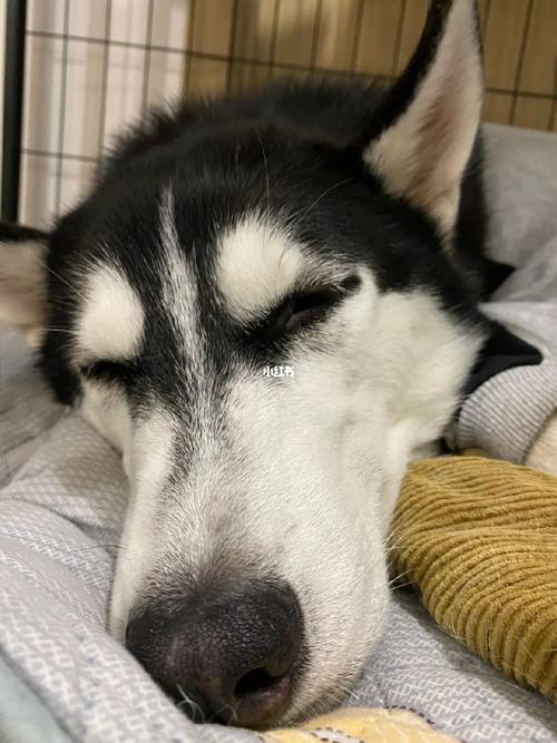 冬天狗狗睡外面会冷吗,冬天小狗睡在外面会冷吗-第1张图片-后鲨宠物 冬天狗狗睡外面会冷吗,冬天小狗睡在外面会冷吗-第1张图片-后鲨宠物