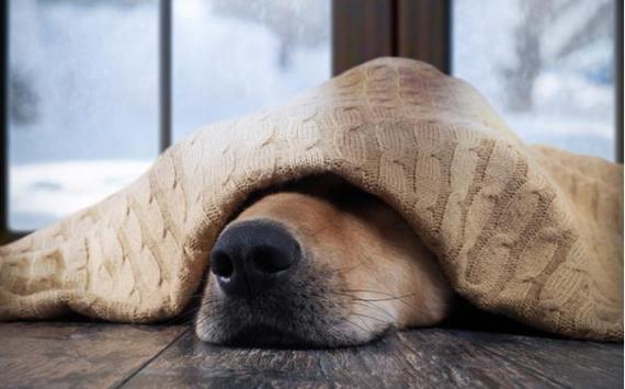 冬天狗狗睡外面会冷吗,冬天小狗睡在外面会冷吗-第5张图片-后鲨宠物 冬天狗狗睡外面会冷吗,冬天小狗睡在外面会冷吗-第5张图片-后鲨宠物