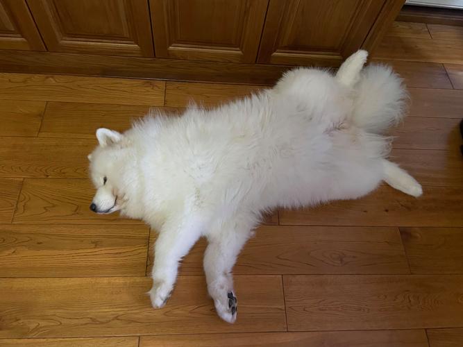 冬天狗狗睡外面会冷吗,冬天小狗睡在外面会冷吗-第6张图片-后鲨宠物 冬天狗狗睡外面会冷吗,冬天小狗睡在外面会冷吗-第6张图片-后鲨宠物