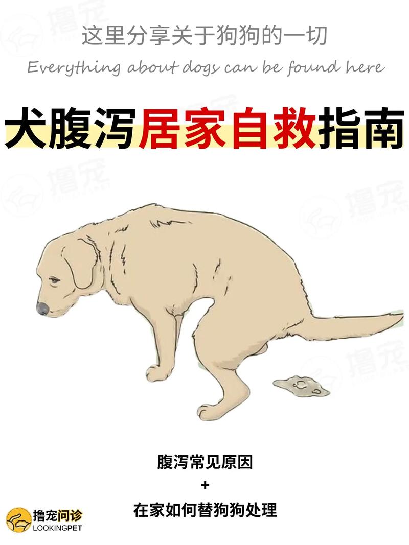 狗狗怀孕拉稀怎么办_狗狗怀孕拉稀怎么办啊-第4张图片-后鲨宠物 狗狗怀孕拉稀怎么办_狗狗怀孕拉稀怎么办啊-第4张图片-后鲨宠物