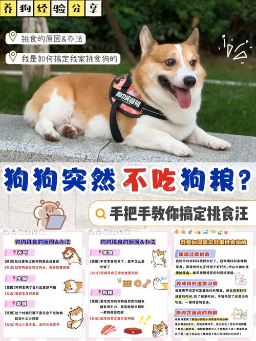 狗狗换了狗粮不吃怎么办,狗狗换了狗粮就不吃了-第4张图片-后鲨宠物 狗狗换了狗粮不吃怎么办,狗狗换了狗粮就不吃了-第4张图片-后鲨宠物