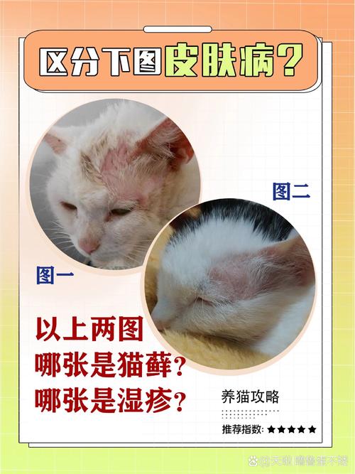 猫咪湿疹和猫癣区别,猫湿疹和癣的区别-第2张图片-后鲨宠物 猫咪湿疹和猫癣区别,猫湿疹和癣的区别-第2张图片-后鲨宠物
