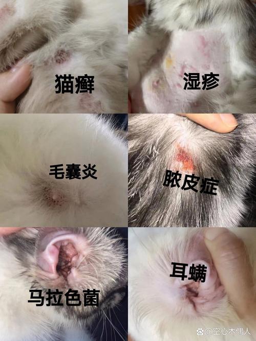 猫咪湿疹和猫癣区别,猫湿疹和癣的区别-第5张图片-后鲨宠物 猫咪湿疹和猫癣区别,猫湿疹和癣的区别-第5张图片-后鲨宠物