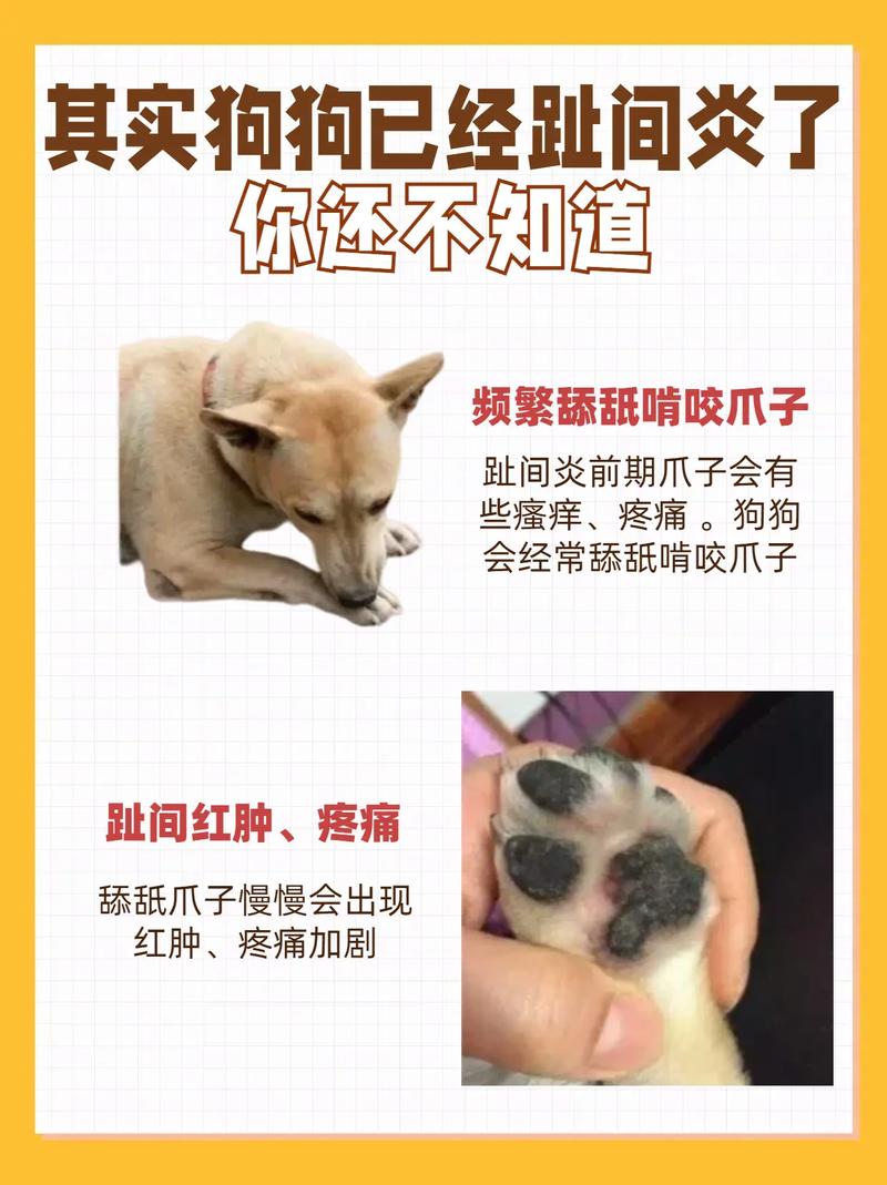 狗狗脚扭伤了怎么办,狗狗腿扭伤了怎么办-第2张图片-后鲨宠物 狗狗脚扭伤了怎么办,狗狗腿扭伤了怎么办-第2张图片-后鲨宠物