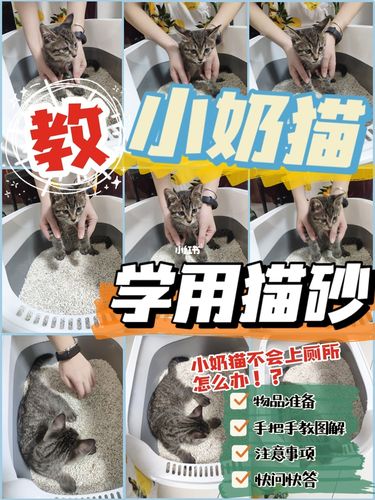 怎么教猫咪用猫砂,怎么教给猫咪用猫砂-第2张图片-后鲨宠物 怎么教猫咪用猫砂,怎么教给猫咪用猫砂-第2张图片-后鲨宠物
