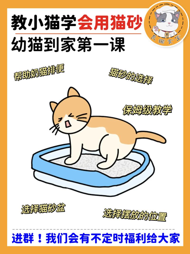 怎么教猫咪用猫砂,怎么教给猫咪用猫砂-第6张图片-后鲨宠物 怎么教猫咪用猫砂,怎么教给猫咪用猫砂-第6张图片-后鲨宠物