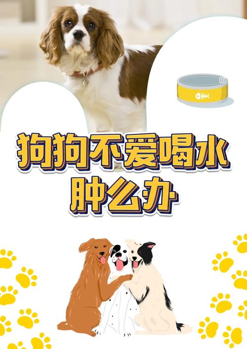 狗狗不喜欢喝水怎么办,狗狗不喜欢喝水怎么办呢?-第2张图片-后鲨宠物 狗狗不喜欢喝水怎么办,狗狗不喜欢喝水怎么办呢?-第2张图片-后鲨宠物