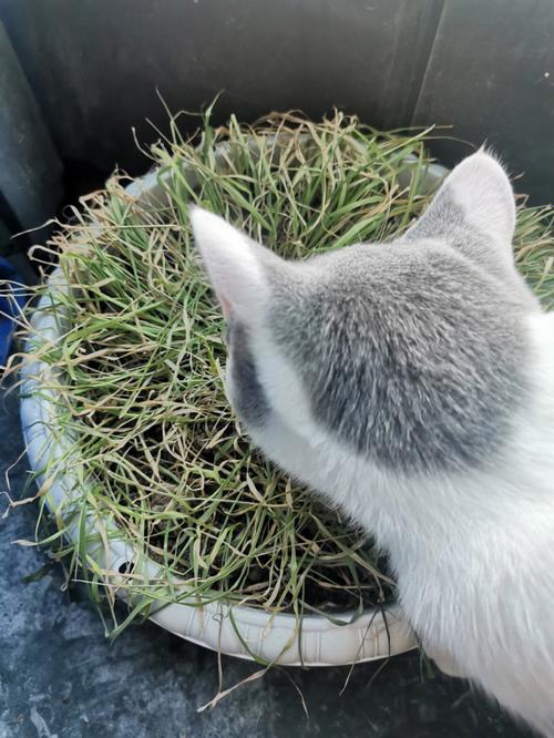 猫咪多大吃猫草_猫咪多大吃猫草多久吃一次-第1张图片-后鲨宠物