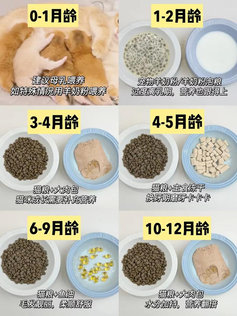 猫咪多大吃猫草_猫咪多大吃猫草多久吃一次-第2张图片-后鲨宠物