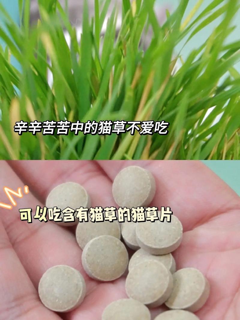 猫咪多大吃猫草_猫咪多大吃猫草多久吃一次-第3张图片-后鲨宠物