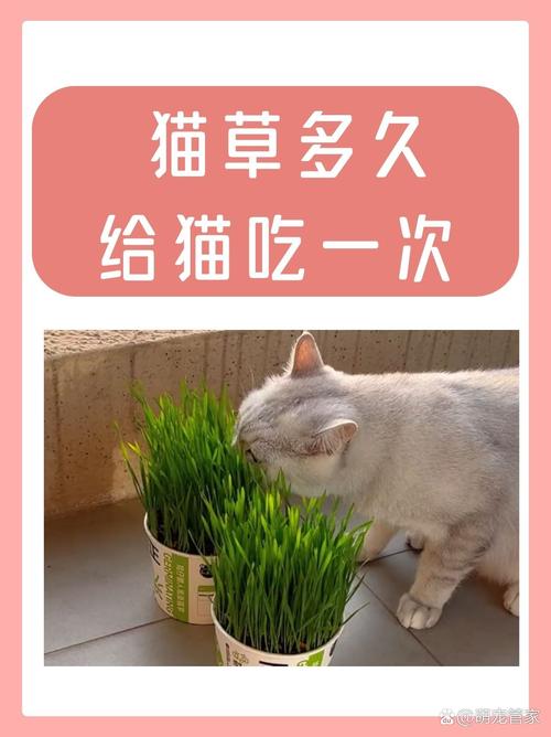 猫咪多大吃猫草_猫咪多大吃猫草多久吃一次-第4张图片-后鲨宠物