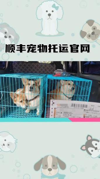 顺丰可以寄狗狗吗_顺丰可以寄狗么-第3张图片-后鲨宠物 顺丰可以寄狗狗吗_顺丰可以寄狗么-第3张图片-后鲨宠物
