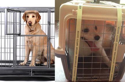 顺丰可以寄狗狗吗_顺丰可以寄狗么-第4张图片-后鲨宠物 顺丰可以寄狗狗吗_顺丰可以寄狗么-第4张图片-后鲨宠物