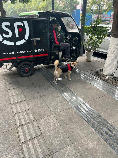 顺丰可以寄狗狗吗_顺丰可以寄狗么-第6张图片-后鲨宠物 顺丰可以寄狗狗吗_顺丰可以寄狗么-第6张图片-后鲨宠物