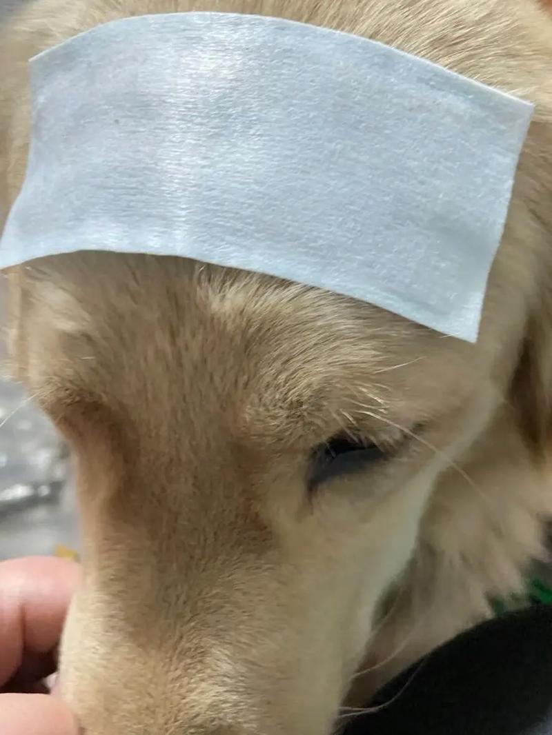 狗狗发烧什么症状,狗狗发烧有什么症状-第3张图片-后鲨宠物 狗狗发烧什么症状,狗狗发烧有什么症状-第3张图片-后鲨宠物