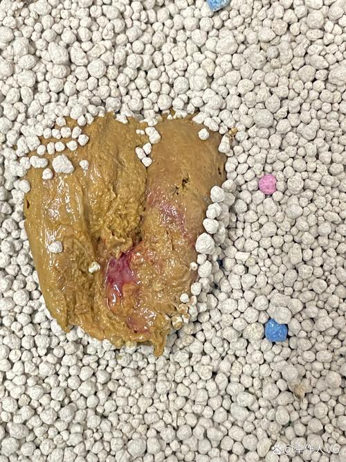 猫咪拉稀便血是怎么回事,猫咪拉稀便血是怎么回事吃什么药-第2张图片-后鲨宠物 猫咪拉稀便血是怎么回事,猫咪拉稀便血是怎么回事吃什么药-第2张图片-后鲨宠物