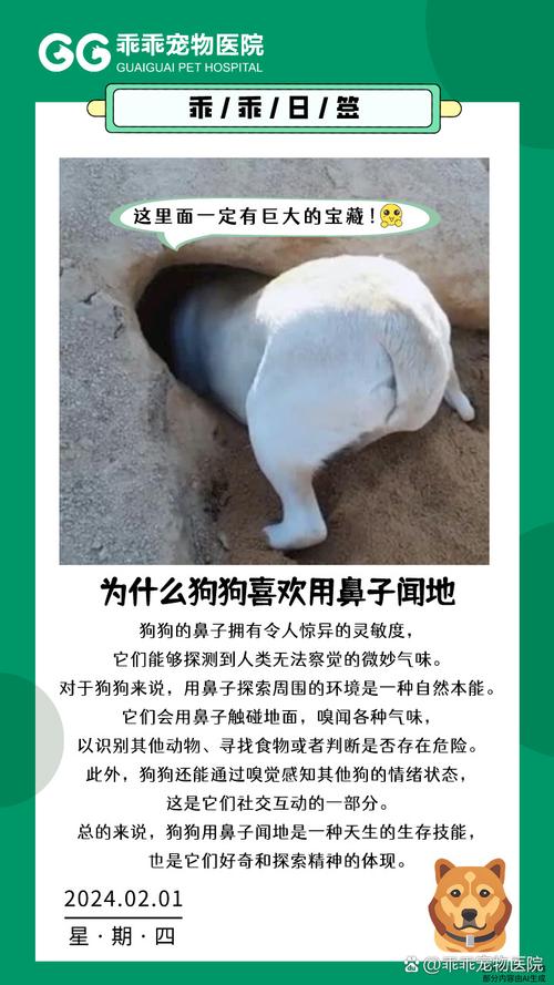 狗狗鼻息肉症状,狗狗鼻息肉症状表现-第3张图片-后鲨宠物 狗狗鼻息肉症状,狗狗鼻息肉症状表现-第3张图片-后鲨宠物