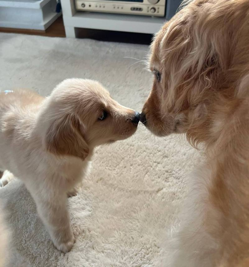 狗狗鼻息肉症状,狗狗鼻息肉症状表现-第4张图片-后鲨宠物 狗狗鼻息肉症状,狗狗鼻息肉症状表现-第4张图片-后鲨宠物