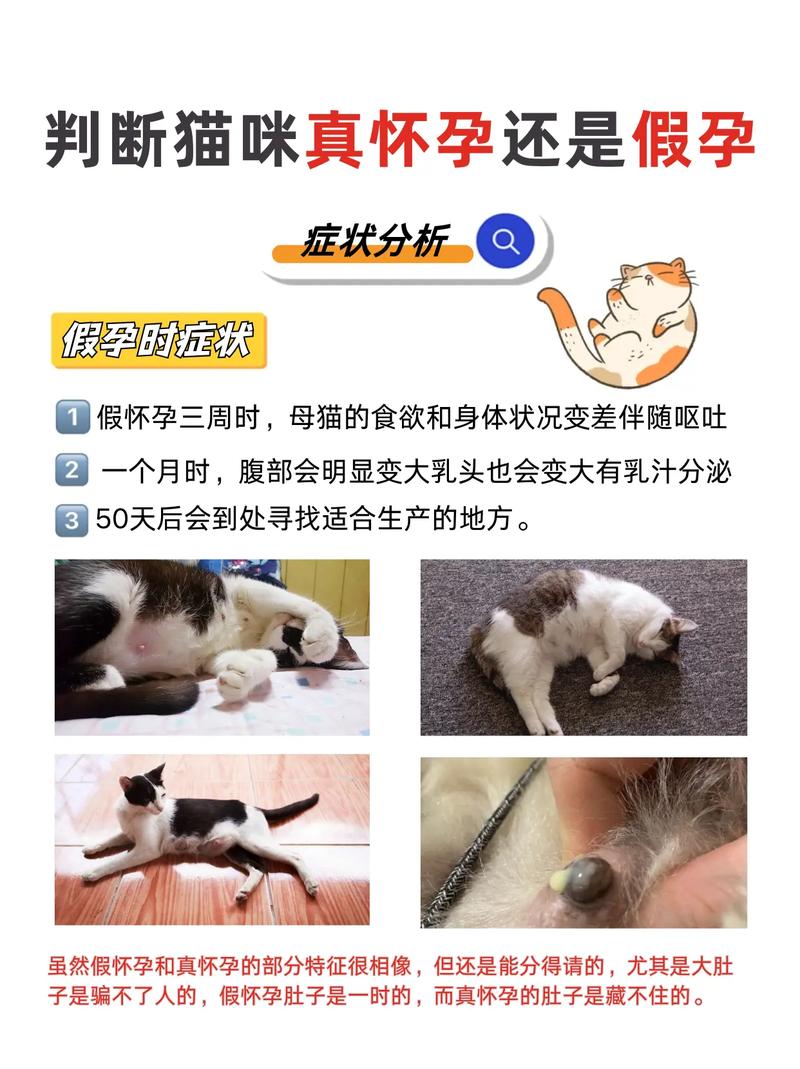猫咪假孕和真孕区别,猫假孕的几率有多大-第3张图片-后鲨宠物 猫咪假孕和真孕区别,猫假孕的几率有多大-第3张图片-后鲨宠物