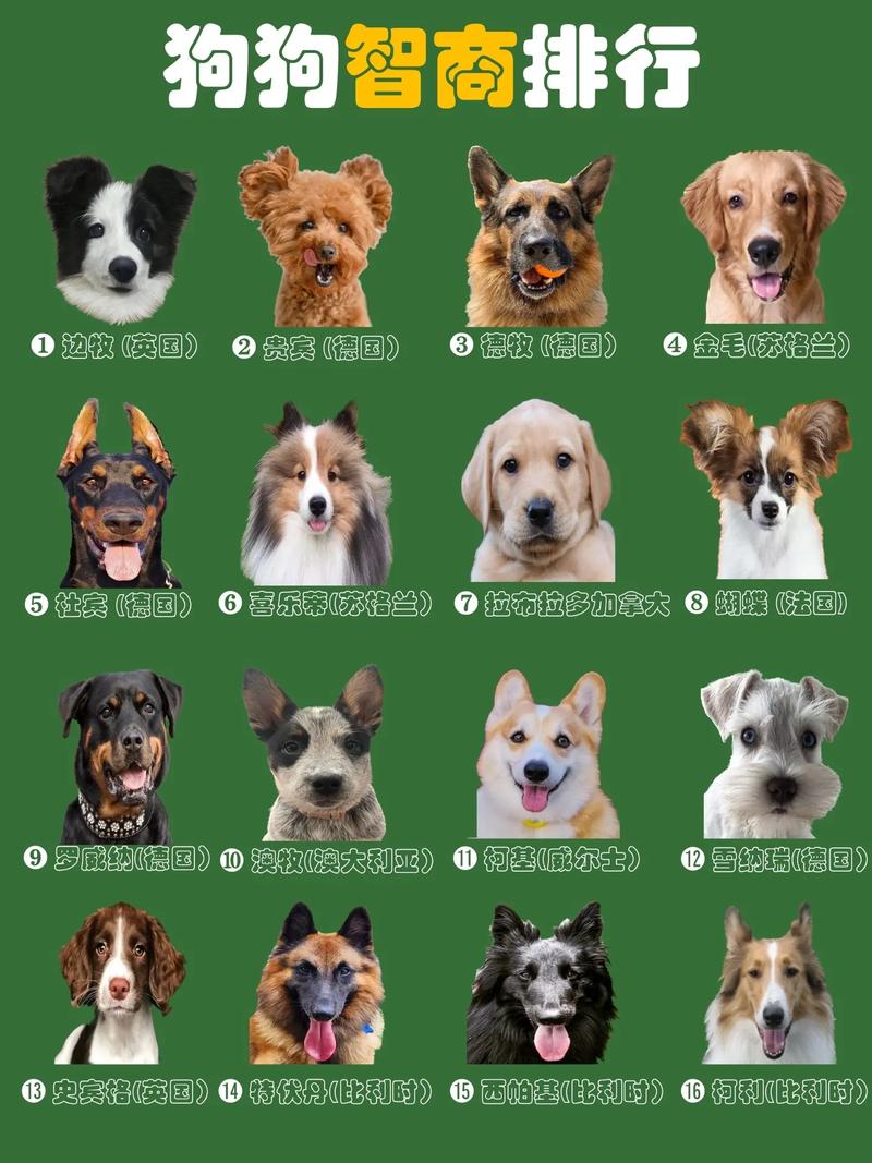 最聪明的狗狗排名榜,最聪明的狗狗排名榜第一名?-第3张图片-后鲨宠物 最聪明的狗狗排名榜,最聪明的狗狗排名榜第一名?-第3张图片-后鲨宠物