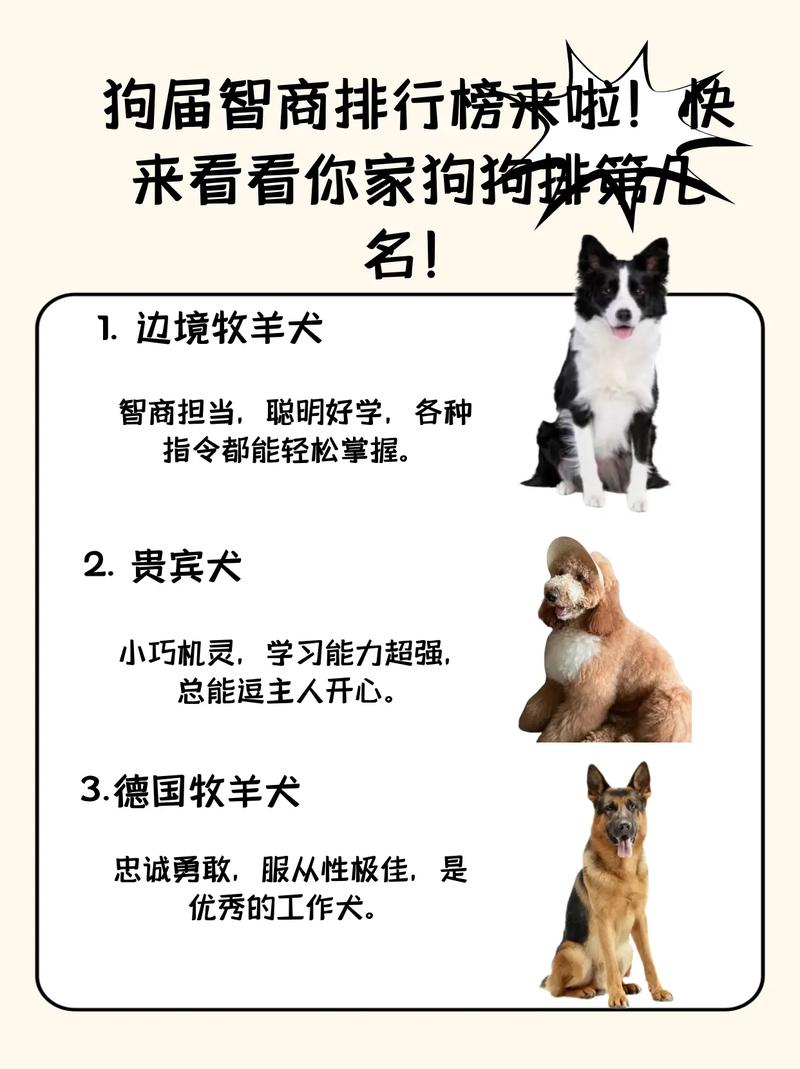 最聪明的狗狗排名榜,最聪明的狗狗排名榜第一名?-第5张图片-后鲨宠物 最聪明的狗狗排名榜,最聪明的狗狗排名榜第一名?-第5张图片-后鲨宠物