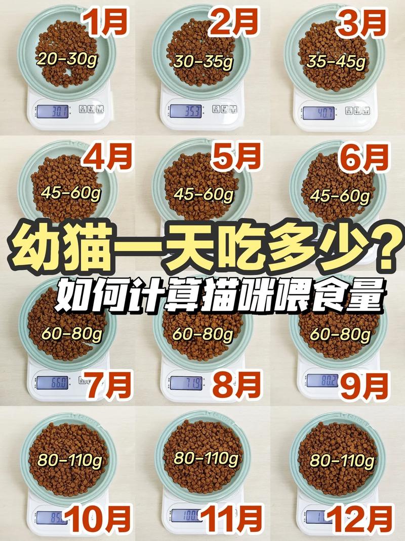 猫咪食量减少怎么回事,猫咪食量下降-第1张图片-后鲨宠物 猫咪食量减少怎么回事,猫咪食量下降-第1张图片-后鲨宠物